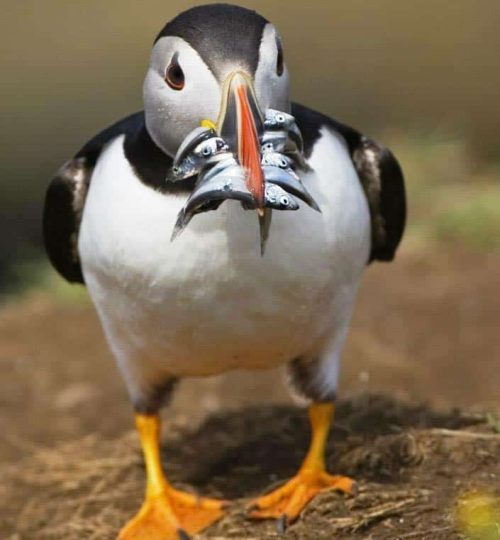 13232888_10154900342028012_6966485137337186682_n