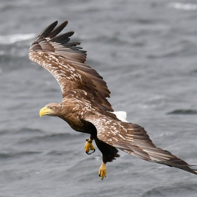 Eagle Eagle