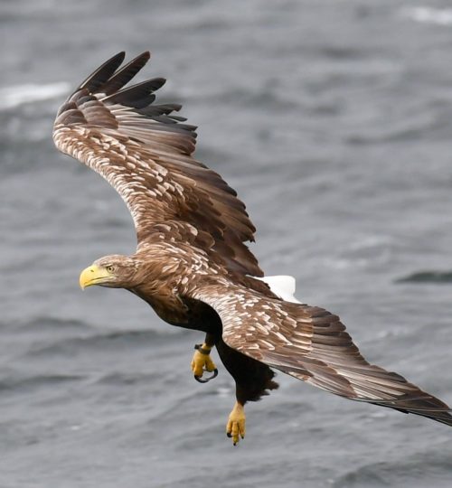 Eagle